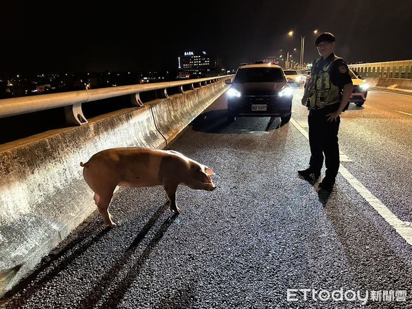 ▲▼「二師兄別亂跑!」霧峰警化身黑悟空，在台74線圍捕抓豬。（圖／警方提供，下同）