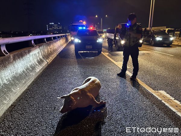 ▲▼「二師兄別亂跑!」霧峰警化身黑悟空，在台74線圍捕抓豬。（圖／警方提供，下同）