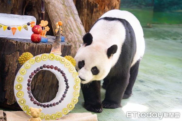 貓熊圓圓20歲生日派對。（圖／台北市立動物園提供）