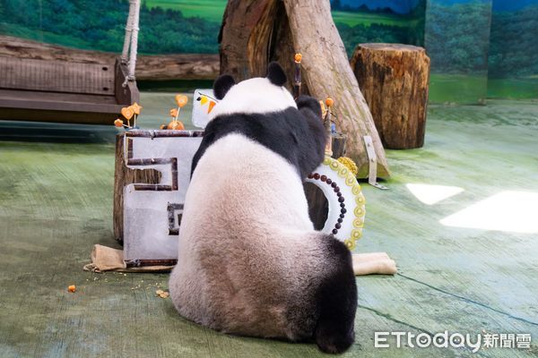 貓熊圓圓20歲生日派對。（圖／台北市立動物園提供）