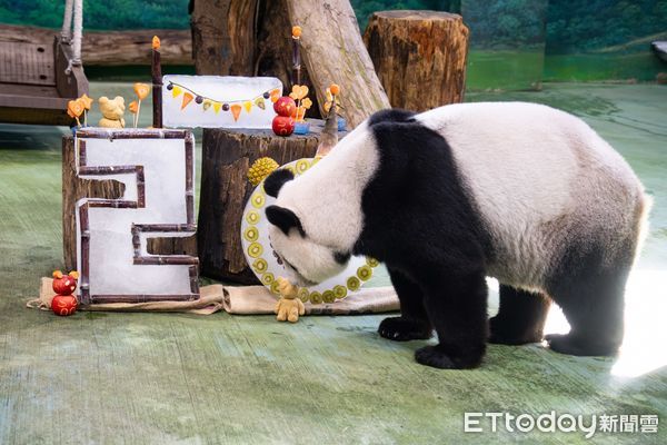 貓熊圓圓20歲生日派對。（圖／台北市立動物園提供）