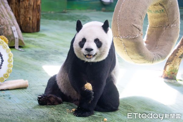 貓熊圓圓20歲生日派對。（圖／台北市立動物園提供）