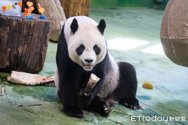 貓熊圓圓20歲生日派對。（圖／台北市立動物園提供）