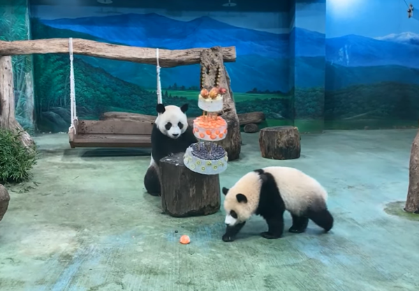 圓圓20歲生日。（圖／翻攝自台北市立動物園）