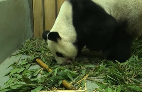 圓圓20歲生日。（圖／翻攝自台北市立動物園）