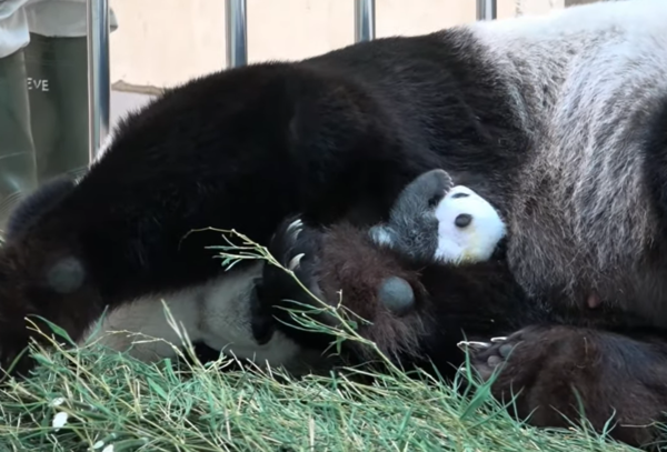 圓圓20歲生日。（圖／翻攝自台北市立動物園）