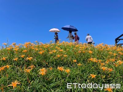 老天遲下甘霖！六十石山金針花遲1個月盛開　賞花正好