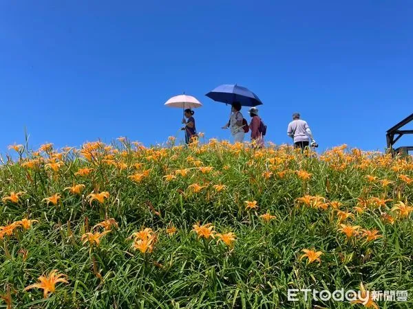 ▲▼今年六十石山金針花約較往年晚了一個月才盛開。（圖／富里鄉公所提供，下同）