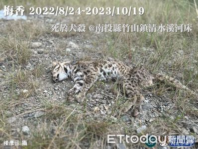 犬殺情形嚴重低估　石虎保育跨區平臺邀6縣研商