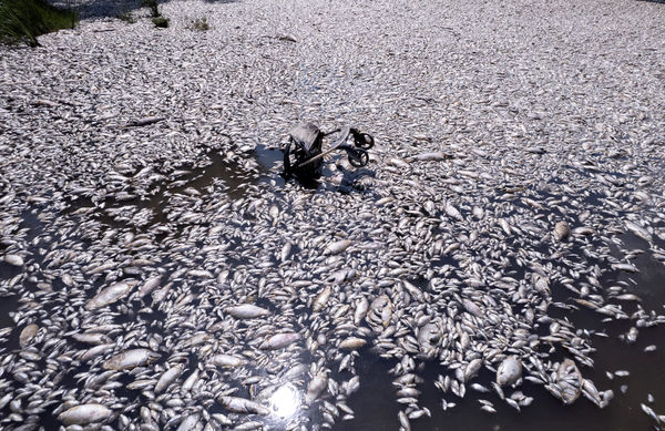 ▲▼希臘中部港市佛羅斯（Volos）因湧入爆量魚屍宣布進入緊急狀態。（圖／路透）