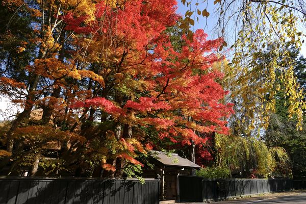 ▲▼秋田角館武家屋敷通紅葉，角館武家屋敷通楓葉，角館武家屋敷通賞楓，秋田賞楓。（圖／取自免費圖庫Photo AC）