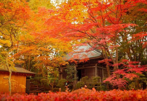 ▲▼岩手縣中尊寺，岩手賞楓，岩手旅遊。（圖／JR東日本提供）