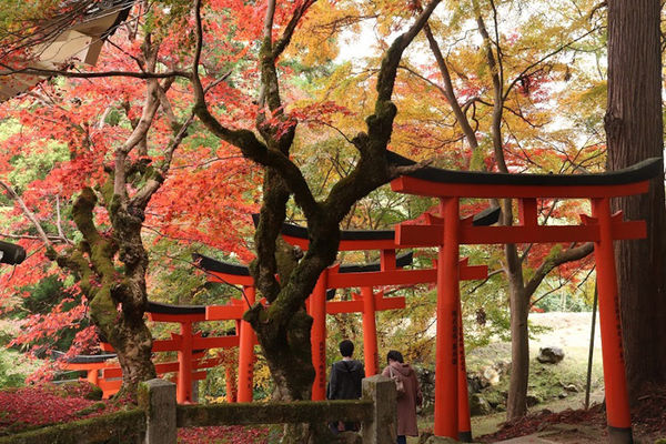 ▲▼出石有子神社的紅色鳥居。（圖／豐岡市台灣推廣事務所提供）