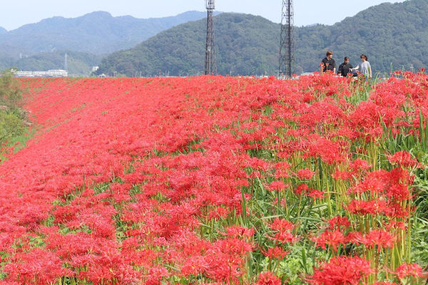 ▲▼日本圓山川彼岸花海。（圖／豐岡市台灣推廣事務所提供）