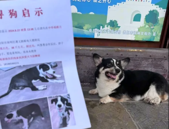 邊境牧羊犬走失，飼主獲報找到柯基犬。（圖／翻攝自小紅書＠羊輕鬆）