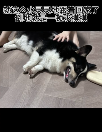 邊境牧羊犬走失，飼主獲報找到柯基犬。（圖／翻攝自小紅書＠羊輕鬆）