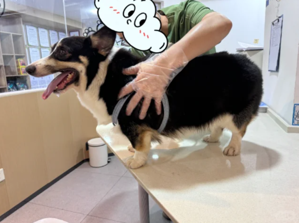 邊境牧羊犬走失，飼主獲報找到柯基犬。（圖／翻攝自小紅書＠羊輕鬆）