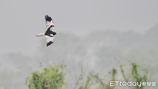 ▲台南七股曾文溪河床農地近日出現一隻非常罕見的「花澤鵟」雄鳥，吸引了台灣各地鳥友的目光。（圖／台南鳥會鳥友陳冠融攝，下同）