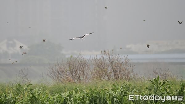 ▲台南七股曾文溪河床農地近日出現一隻非常罕見的「花澤鵟」雄鳥，吸引了台灣各地鳥友的目光。（圖／台南鳥會鳥友陳冠融攝，下同）