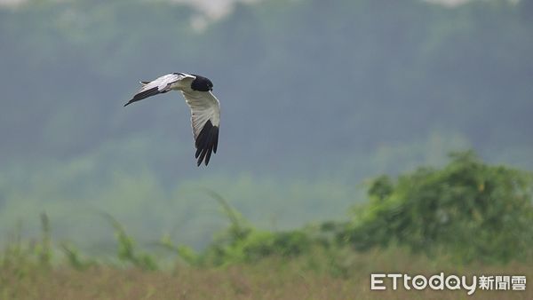 ▲台南七股曾文溪河床農地近日出現一隻非常罕見的「花澤鵟」雄鳥，吸引了台灣各地鳥友的目光。（圖／台南鳥會鳥友陳冠融攝，下同）