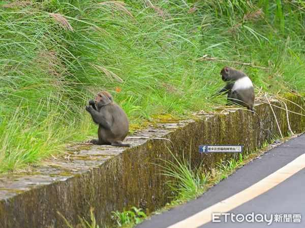 ▲好稀有！新中橫公路現蹤「灰白毛獼猴」 　頂時尚造型帥氣過馬路（圖／黃源明老師提供，請勿隨意翻拍，以免侵權。）