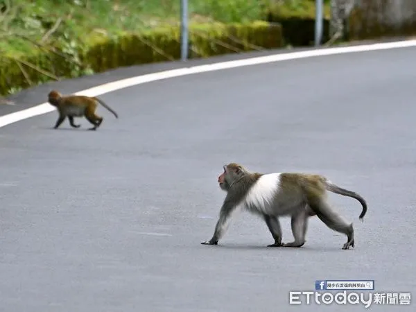 ▲好稀有！新中橫公路現蹤「灰白毛獼猴」 　頂時尚造型帥氣過馬路（圖／黃源明老師提供，請勿隨意翻拍，以免侵權。）