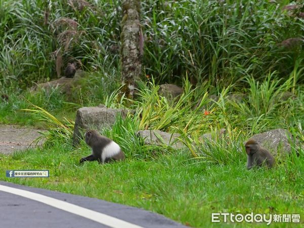 ▲好稀有！新中橫公路現蹤「灰白毛獼猴」 　頂時尚造型帥氣過馬路（圖／黃源明老師提供，請勿隨意翻拍，以免侵權。）