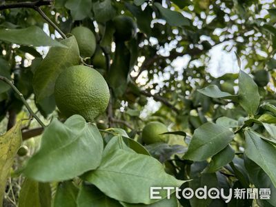 鮭魚夫婦返鄉闢千畝檸檬園　借力台灣文創包裝品牌翻轉農村經濟