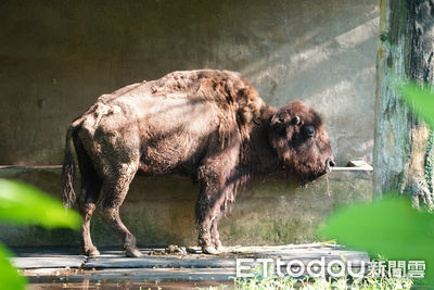 動物園最後1隻！24歲美洲野牛「角娃」平靜離世　生前最怕打針