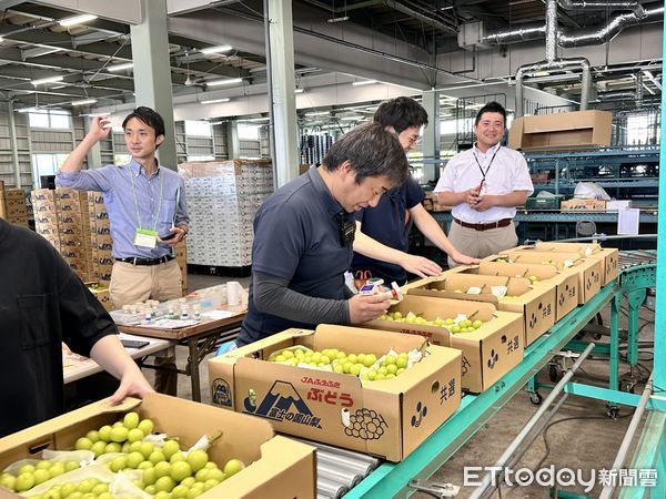 ▲▼「日本麝香葡萄」進入9月產季高峰，無論是產量、輸出量，山梨縣都居全日本之冠。（圖／記者林育綾攝）