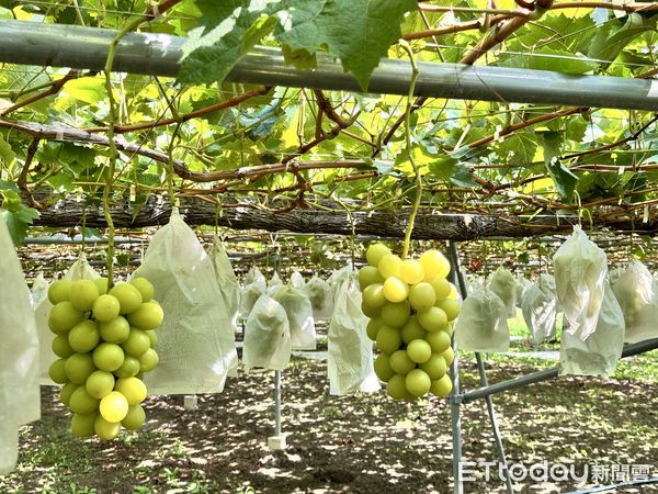 ▲▼「日本麝香葡萄」進入9月產季高峰，無論是產量、輸出量，山梨縣都居全日本之冠。（圖／記者林育綾攝）