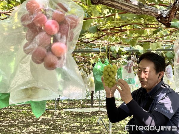 ▲▼「日本麝香葡萄」進入9月產季高峰，無論是產量、輸出量，山梨縣都居全日本之冠。（圖／記者林育綾攝）