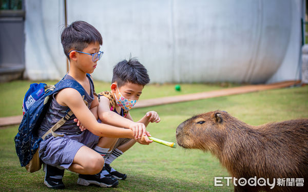 ▲▼水豚君、紅䴉鵜鶘餵食體驗。（圖／九九峰動物樂園提供）