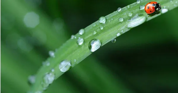 清水孟國際塔羅的雲蔚老師表示，白露節氣象徵著收穫和豐收，許多星座的財運因此有所提升。（示意圖／翻攝pixabay）