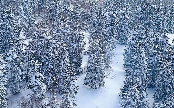 ▲▼海道大雪山旭岳、冬天雪地健行與大雪山旭岳纜車一日遊。（圖／部落客cj夫人提供）