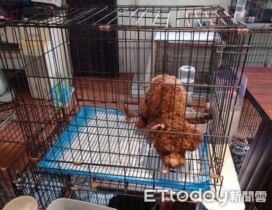 北市民宅關籠養品種犬、疑超收費用盈利　北市動保處開罰