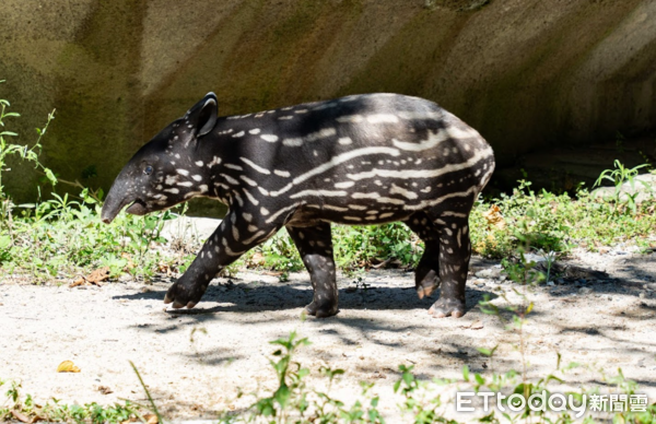 ▲遠看像大西瓜！馬來貘寶「莉姆路」萌登場　2個月體重長胖至40KG（圖／台北市立動物園提供提供，請勿隨意翻拍，以免侵權。）