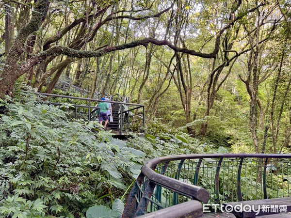 ▲竹子湖「青楓步道」。（圖／記者彭懷玉攝）