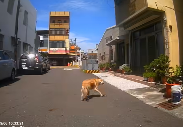 狗狗在路中間抓癢。（圖／有點毛毛的／網友羅志男投稿）