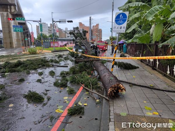 ▲▼             土城20公尺高路樹倒塌，砸中路過休旅車釀2傷。（圖／記者陸運陞翻攝）