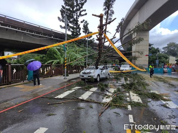 ▲▼             土城20公尺高路樹倒塌，砸中路過休旅車釀2傷。（圖／記者陸運陞翻攝）