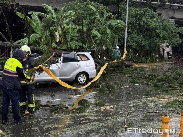 ▲▼             土城20公尺高路樹倒塌，砸中路過休旅車釀2傷。（圖／記者陸運陞翻攝）