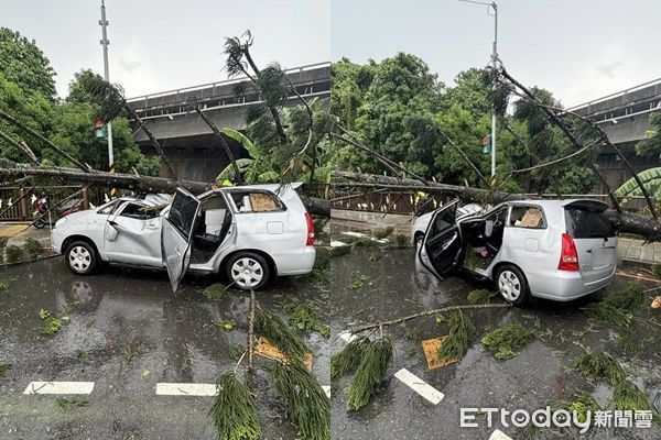 ▲▼             土城20公尺高路樹倒塌，砸中路過休旅車釀2傷。（圖／記者陸運陞翻攝）