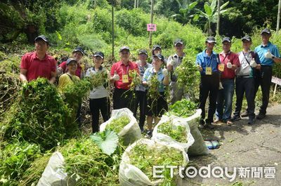 林保署南投分署公私協力滅小花蔓澤蘭　縣民移除每公斤可領7元