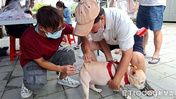 ▲9／9台灣狗狗節！超多毛孩聚集板橋府中廣場　推正確飼養變棒家長（圖／新北市動物保護處提供）