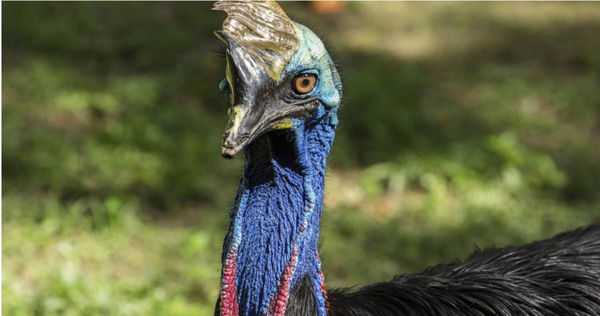 僅次於鴕鳥及鴯鶓的世界上第3大鳥鶴鴕（Cassowary）。（圖／達志／美聯社）