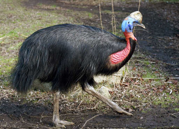 鶴鴕（Cassowary）被稱為「世界上最危險鳥類」。（圖／達志／美聯社）