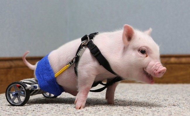 15隻殘缺動物 裝上義肢後擁抱新生命 乖寶貝 鍵盤大檸檬 Ettoday新聞雲 15隻殘缺動物 裝上義肢後擁抱新生命 乖寶貝 鍵盤大檸檬 Ettoday新聞雲