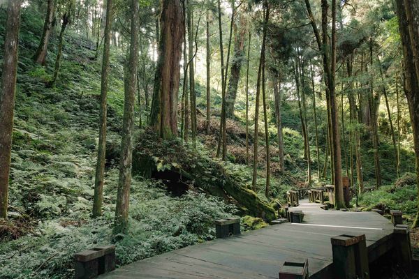 ▲▼阿里山步道。（圖／阿里山英迪格提供）