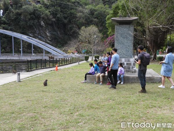 ▲▼山林才是台灣彌猴的食物來源。（圖／太管處提供，下同）